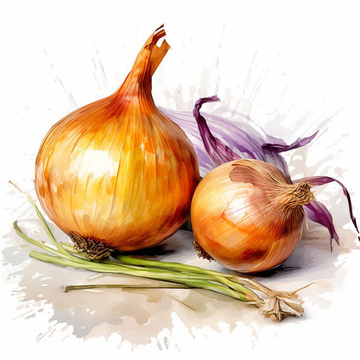 Onion illustration in the style of Impressionistic Art, on a white background