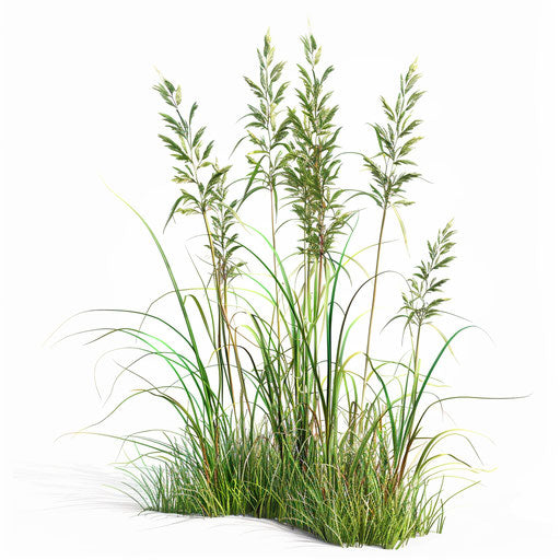 Grass clipart in photorealistic style with detailed textures and smooth finishes