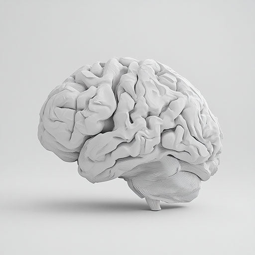 3D brain on white background, photo realistic style