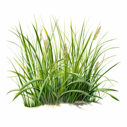 Grass illustration in the style of an oil painting on white background