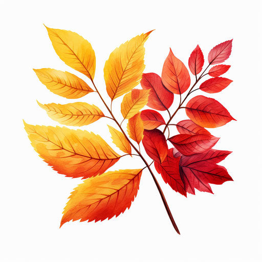 Autumn leaves in Chiaroscuro Art style on white background