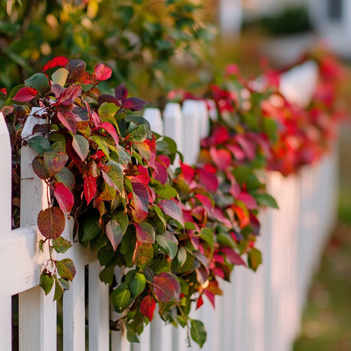 Vibrant outdoor scene with red and green garland