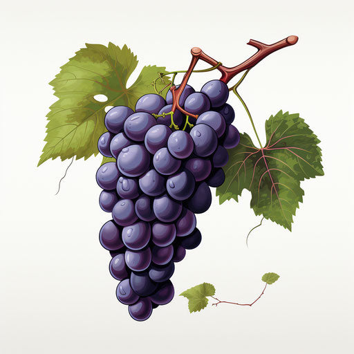Minimalist grapes illustration on white background