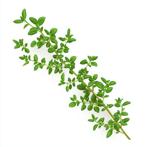 Realistic clipart of thyme, high resolution, isolated