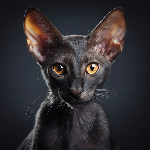 Oriental shorthair cat kitten