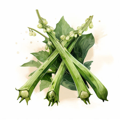 Okra clipart in Impressionistic Art style on white background