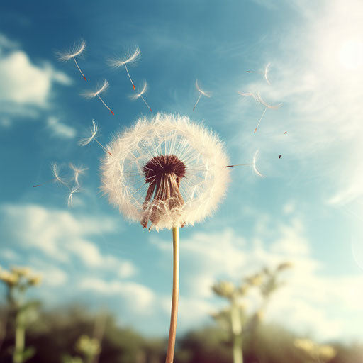 Dandelion blowing in the wind