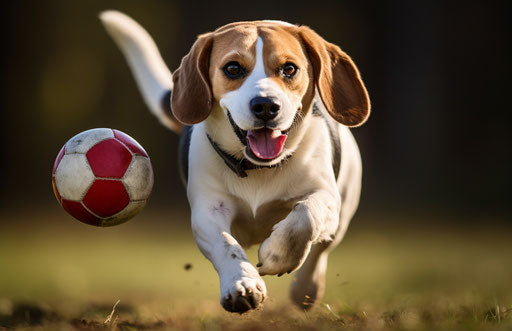 Beagle with a ball in a grass field