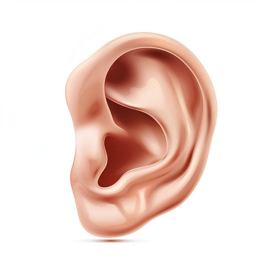 Ear clipart in photo realistic style with flat white background