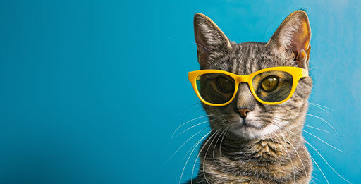 Cats in yellow glasses on blue background