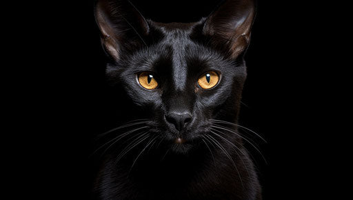 Cat on a beautiful black background, traditional goth style