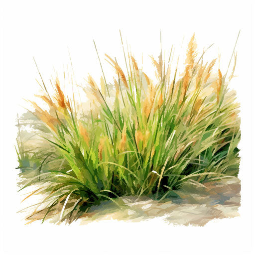 Grass illustration in the style of Impressionistic Art, on white background