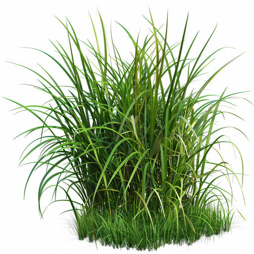 Realistic grass clipart with detailed texture