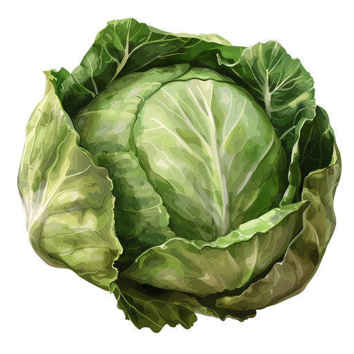 Cabbage clipart in a photo realistic style on white background