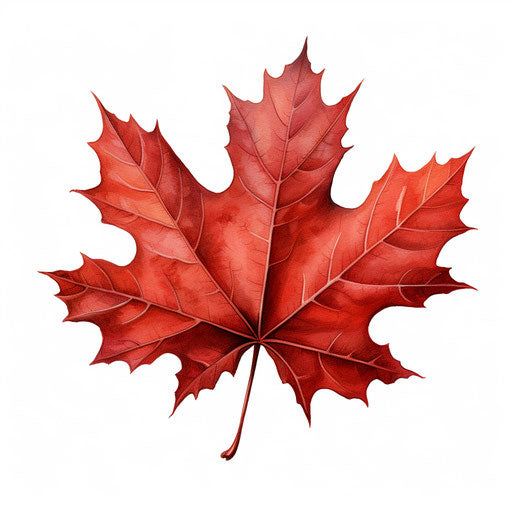 Maple leaf clipart in the style of Chiaroscuro Art, on a white background