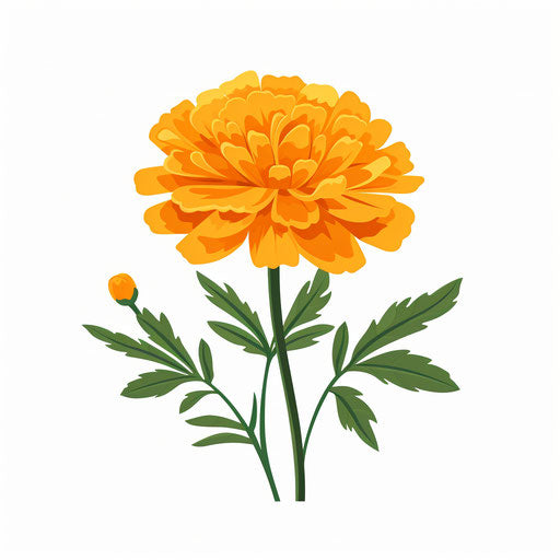 Minimalist-style marigold clipart on white background