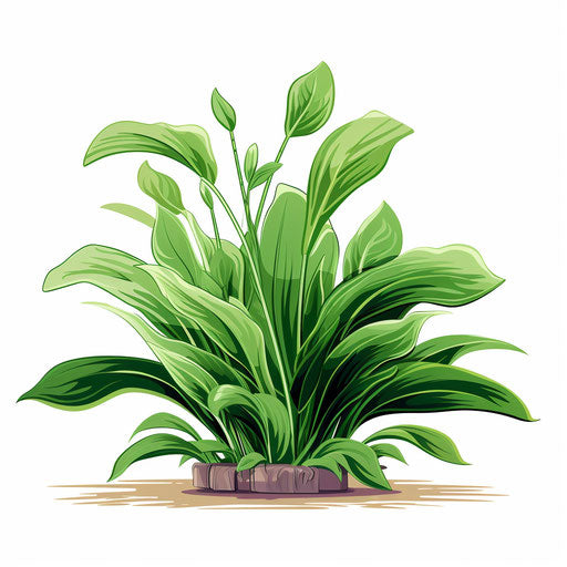 Vegetal illustration in the style of Chiaroscuro Art, on white