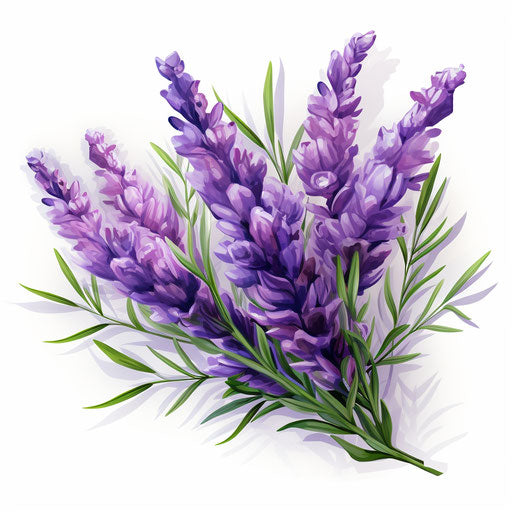 Lavender clipart in the style of Oil painting, on a white background