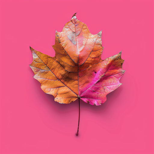 Leaf on bright magenta background