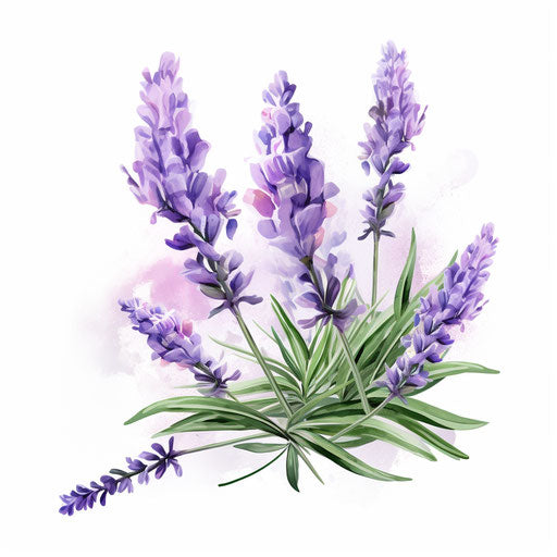 Lavender clipart in the style of Oil painting, on a white background
