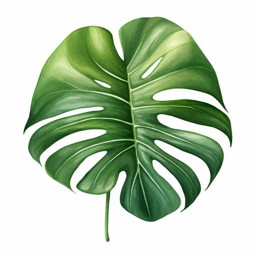 Monstera leaf in Oil painting style on white background