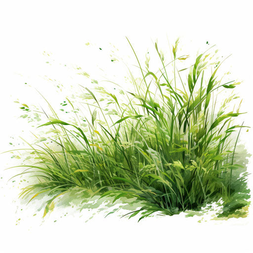 Grass clipart in the style of Oil painting, on white background