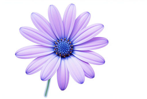 Blue daisy isolated on white, light purple and navy style