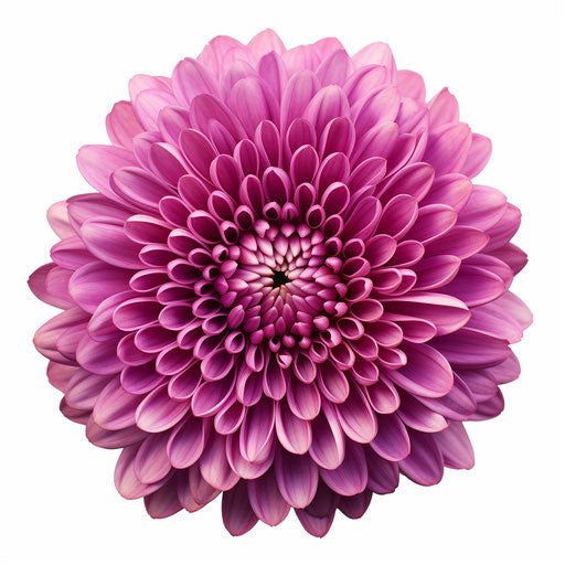 Purple chrysanthemum on white background, dark pink style