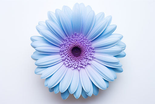Blue flower on white background, light purple and light indigo style
