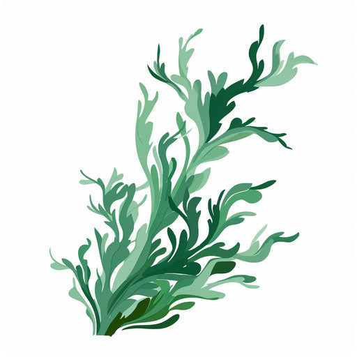 Seaweed clipart in the style of Minimalist, on white background