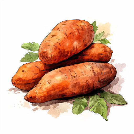 Yam illustration in the style of oil painting, on white background