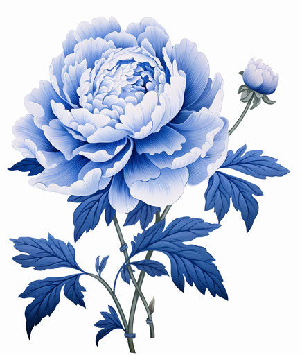 Blue peony on white background, royalty free photos