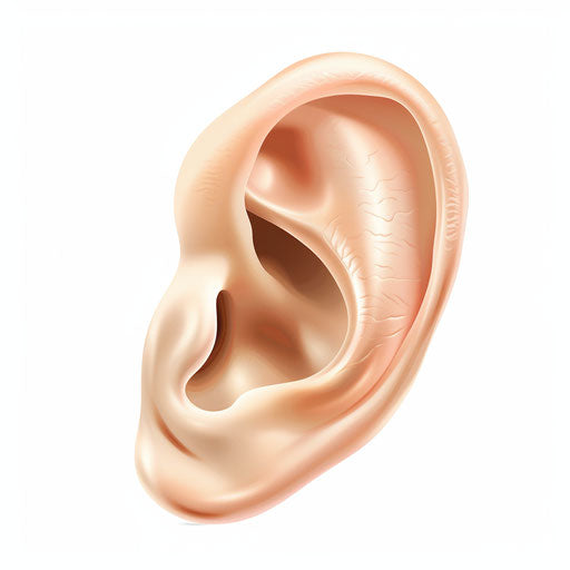 Realistic ear clipart with flat white background