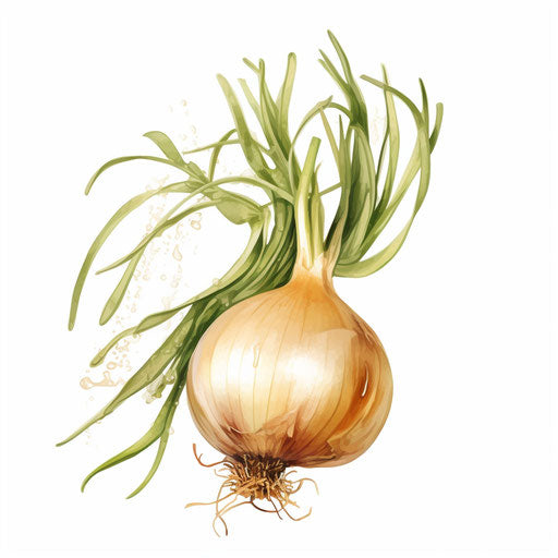 Onion clipart in the style of oil painting, on white background