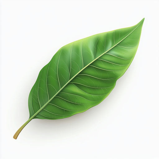 3D leaf on flat white background