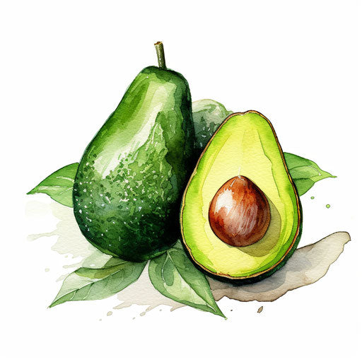 Avocado clipart in the style of oil painting, on white background