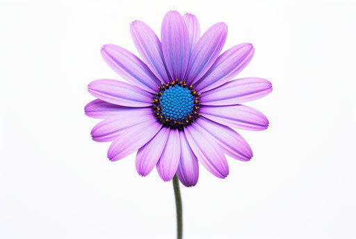 Blue daisy isolated on white background in light purple and dark aquamarine style