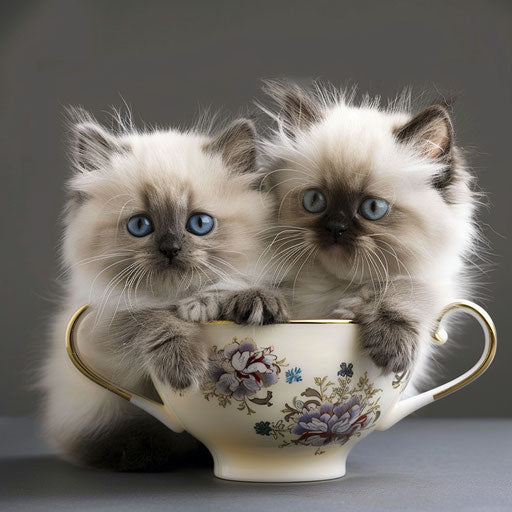 Pair of Himalayan kittens in a teacup, curious