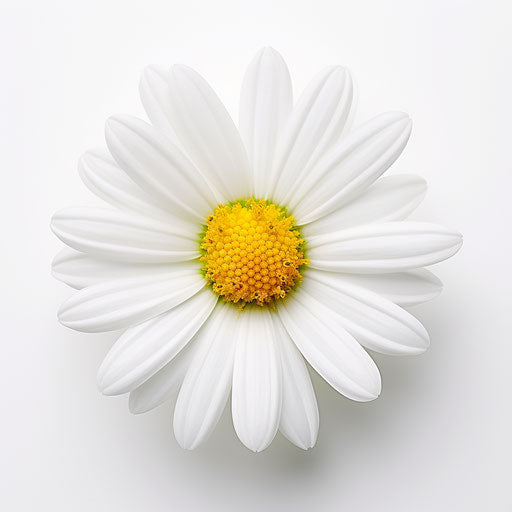 White flower with yellow center on white background, detailed and humorous style