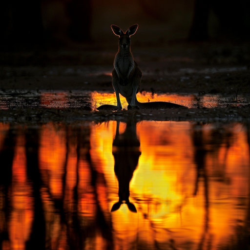 Sunset with silhouetted western grey kangaroo