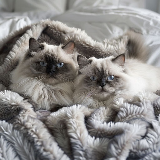 Two Himalayan cats on a bed with a fluffy comforter