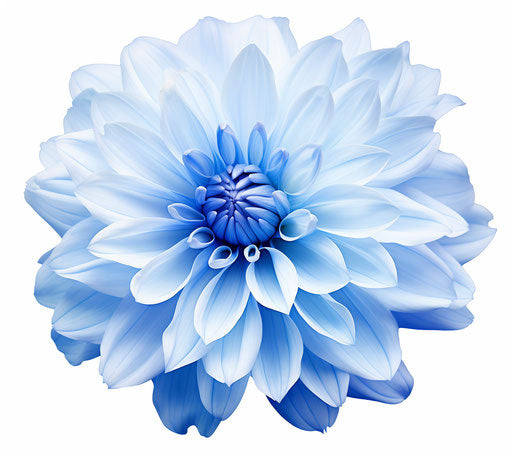 Blue chrysanthemum flower transparent art in style