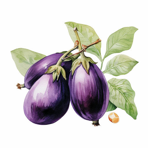 Eggplant clipart in the style of Oil painting, on a white background