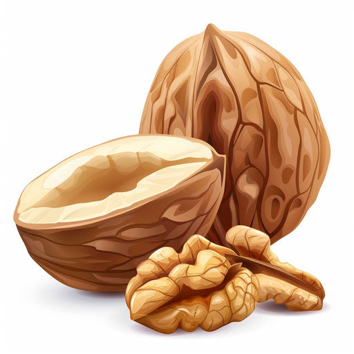 Nut clipart in photo realistic style with flat white background