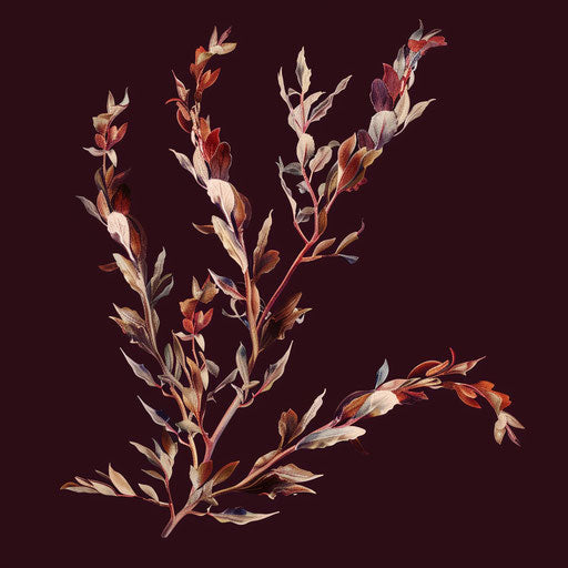 Realistic seaweed on luminous burgundy background