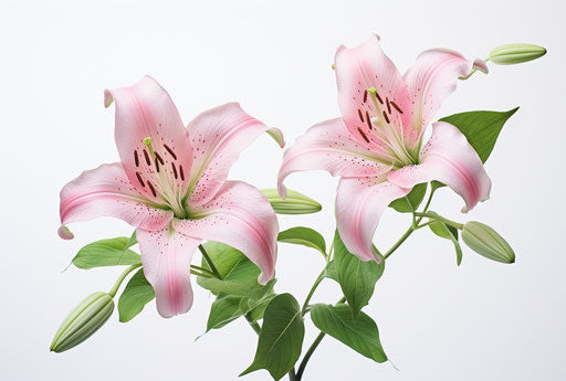 Two pink lilies on white, high quality photo style, feminine body