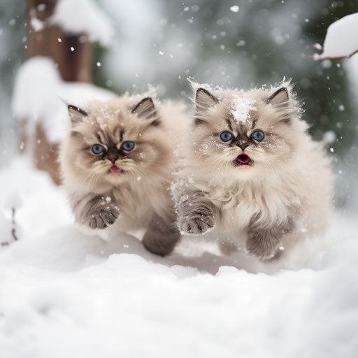 Himalayan cat kittens playing in the snow