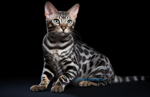 Bengal cat in dark sky-blue and light silver, bold lines