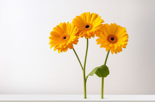 Two yellow daisies in row, high-key lighting, matte photo