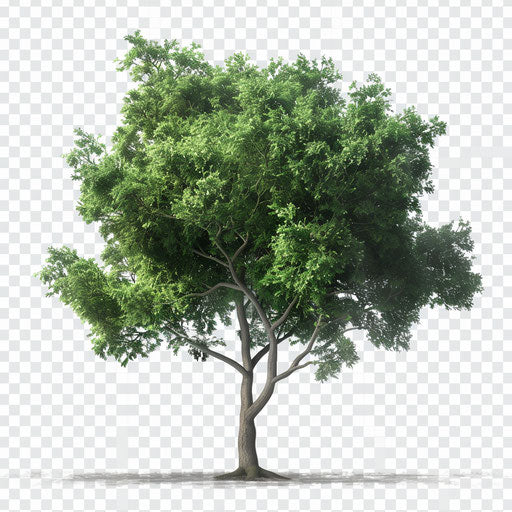 Tree png clipart in photo realistic style with a flat blue background, soft focus and light texture